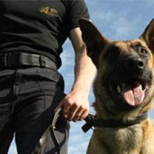 Vigilante com cão Vigilante com cão